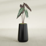 Saigon Tapered Round fiberglass planter in Matte Black, shown planted, in a sunlit interior