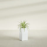 Hollywood Narrow Rectangular fiberglass planter in Matte Bright White, shown planted, in a sunlit interior