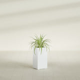 Hollywood Narrow Rectangular fiberglass planter in Matte Bright White, shown planted, in a sunlit interior