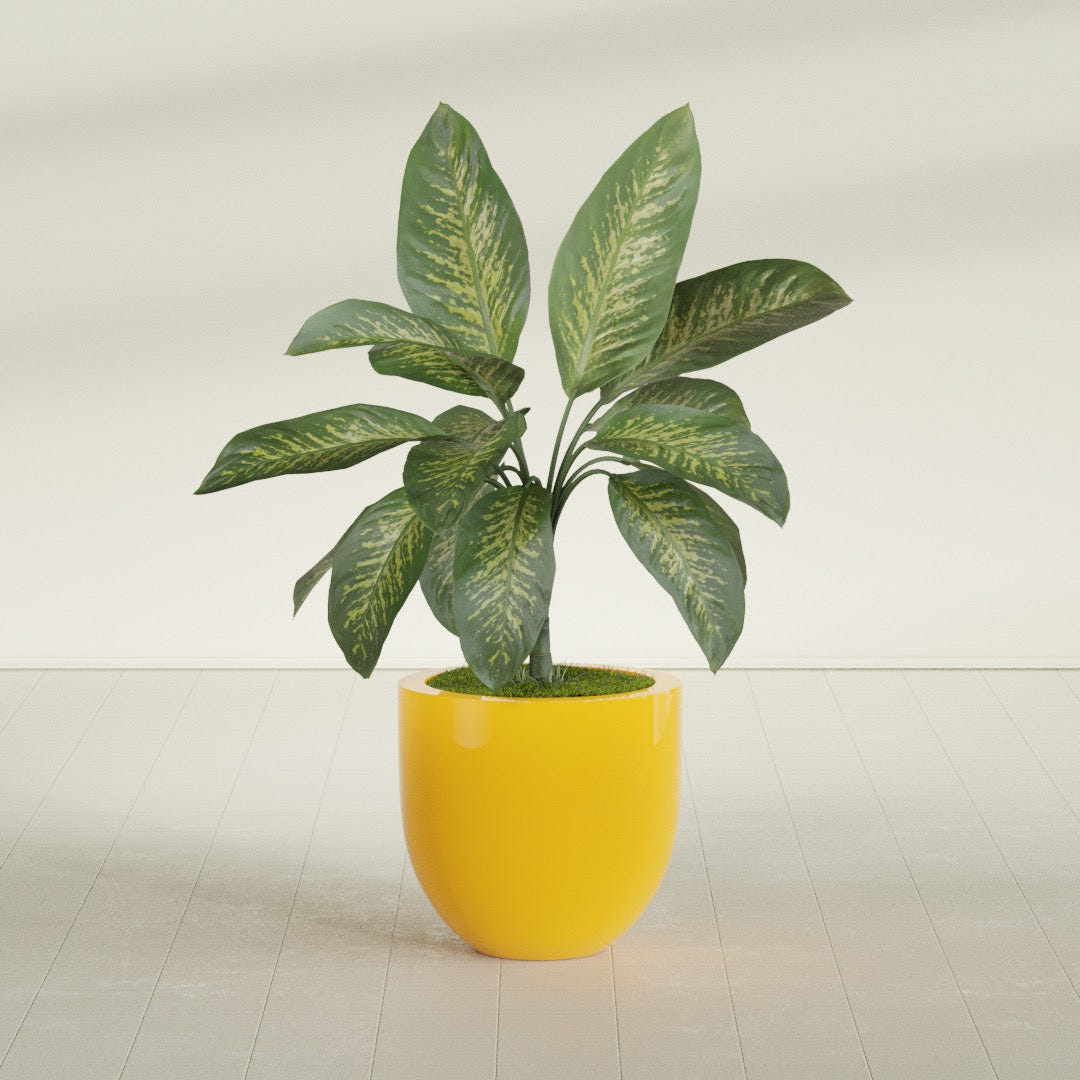 Alzira Bowl fiberglass planter in Gloss Saffron, shown planted, in a sunlit interior