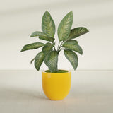 Alzira Bowl fiberglass planter in Gloss Saffron, shown planted, in a sunlit interior