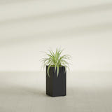 Hollywood Narrow Rectangular fiberglass planter in Matte Black, shown planted, in a sunlit interior