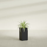 Hollywood Narrow Rectangular fiberglass planter in Matte Black, shown planted, in a sunlit interior