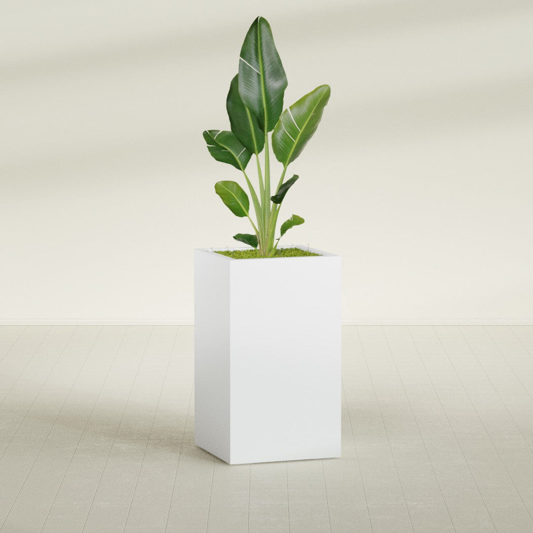 Darwin Rectangular fiberglass planter in Gloss Bright White, shown planted, in a sunlit interior