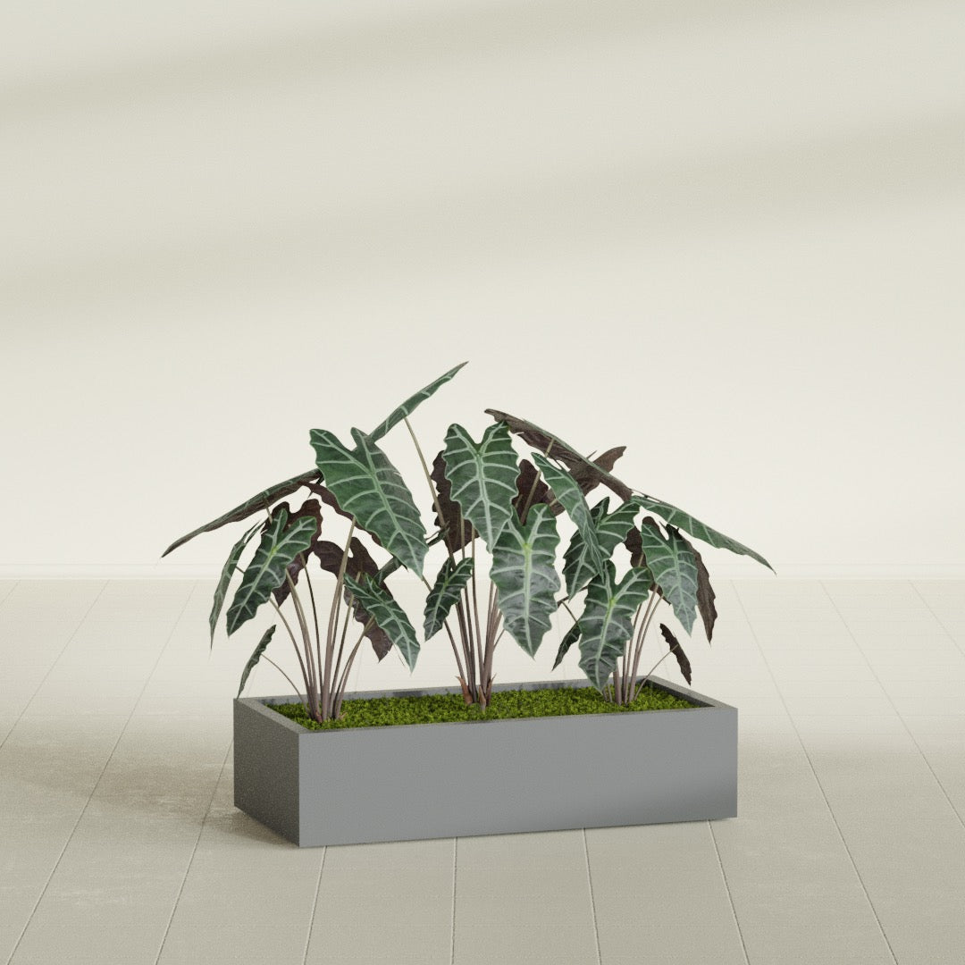 Antwerp Rectangular fiberglass planter in Matte Gunmetal, shown planted, in a sunlit interior