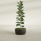 Casablanca Bowl fiberglass planter in Matte Dark Brown, shown planted, in a sunlit interior