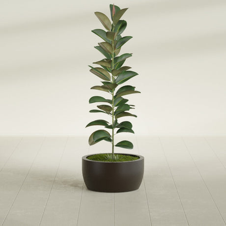Casablanca Bowl fiberglass planter in Matte Dark Brown, shown planted, in a sunlit interior