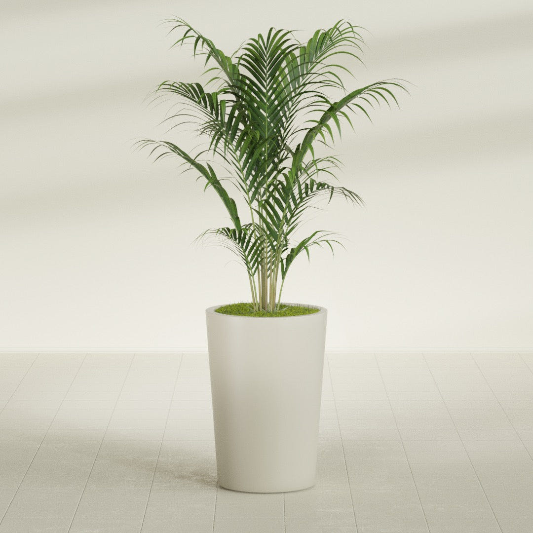 Tegel Round Tapered fiberglass planter in Satin Beige, shown planted, in a sunlit interior