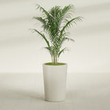 Tegel Round Tapered fiberglass planter in Satin Beige, shown planted, in a sunlit interior