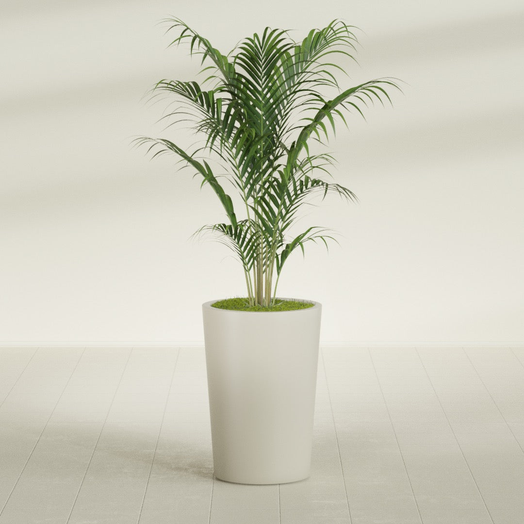 Tegel Round Tapered fiberglass planter in Satin Beige, shown planted, in a sunlit interior