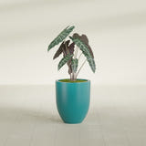 Valencia Tapered Round fiberglass planter in Satin Seafoam Green, shown planted, in a sunlit interior