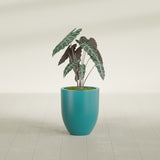 Valencia Tapered Round fiberglass planter in Satin Seafoam Green, shown planted, in a sunlit interior