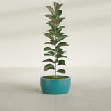 Casablanca Bowl fiberglass planter in Satin Seafoam Green, shown planted, in a sunlit interior