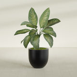 Alzira Bowl fiberglass planter in Matte Black, shown planted, in a sunlit interior