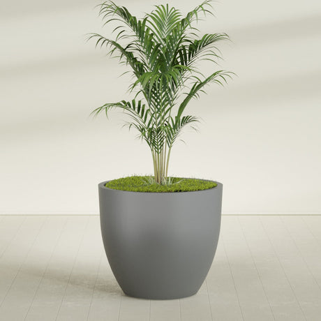 Wannsee Round fiberglass planter in Matte Gunmetal, shown planted, in a sunlit interior