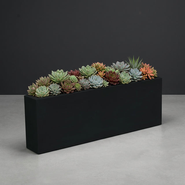 Camoux Narrow fiberglass planter in Matte Black, planted with dense run of compact succulent rosettes filling the opening, studio