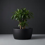 Casablanca Bowl fiberglass planter in Matte Black, planted with single dracaena on woody canes, studio