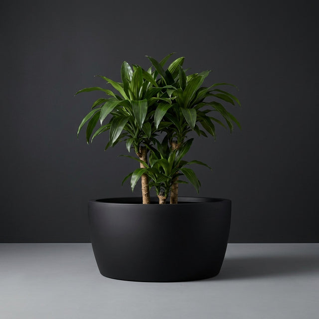 Casablanca Bowl fiberglass planter in Matte Black, planted with single dracaena on woody canes, studio