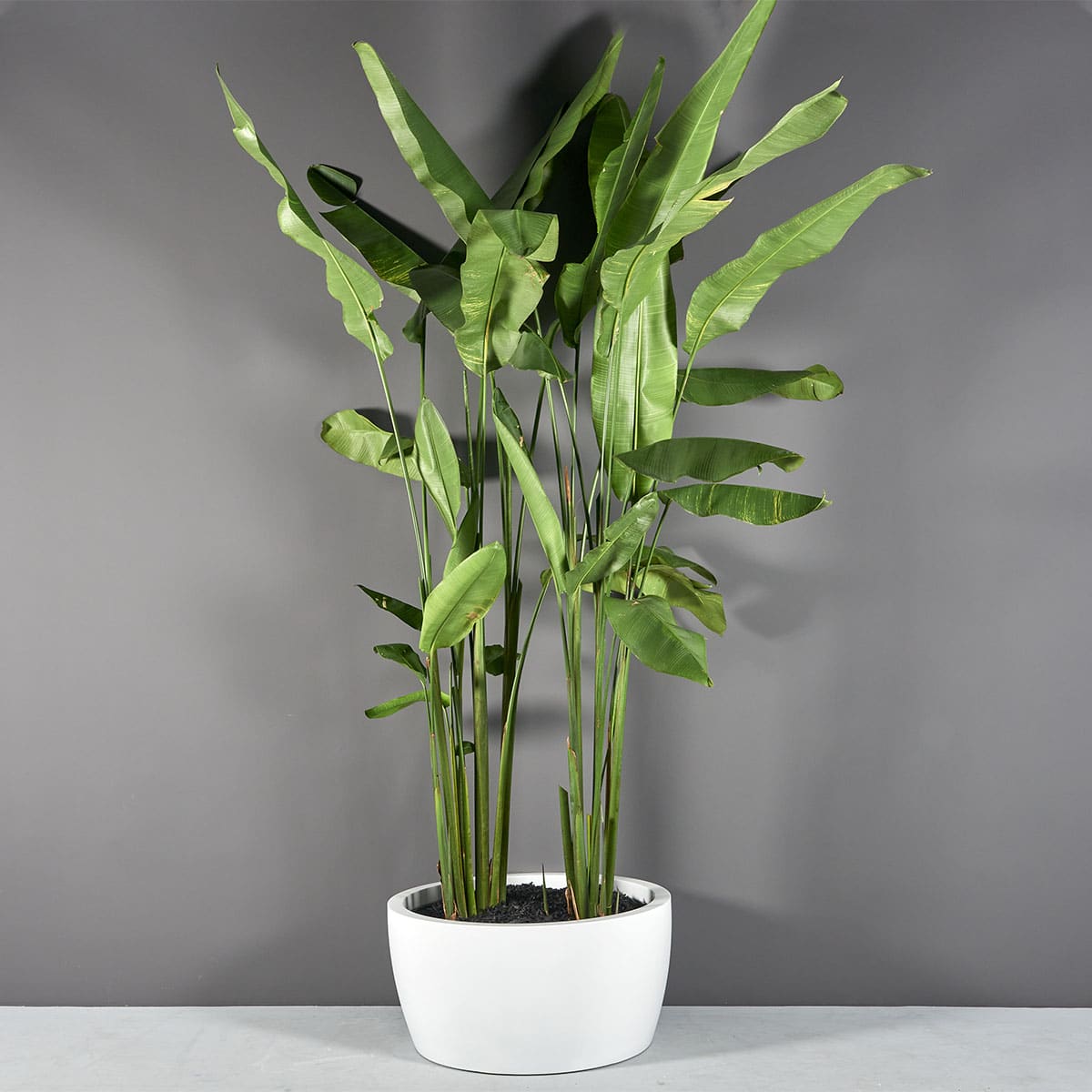 Casablanca low bowl fiberglass planter, planted with a bird's nest fern