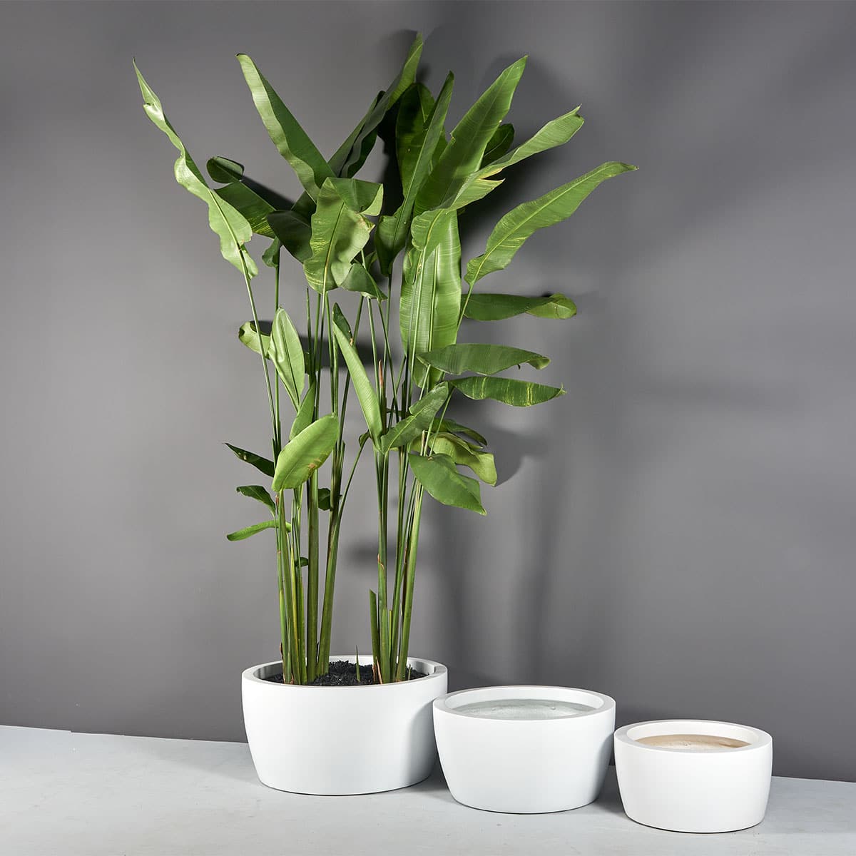 Casablanca low bowl fiberglass planter, three sizes together, the largest planted with tropical foliage