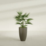 Brannan Tapered Round fiberglass planter in Matte Bronze, shown planted, in a sunlit interior