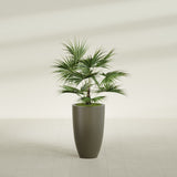 Brannan Tapered Round fiberglass planter in Matte Bronze, shown planted, in a sunlit interior
