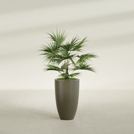 Brannan Tapered Round fiberglass planter in Matte Bronze, shown planted, in a sunlit interior