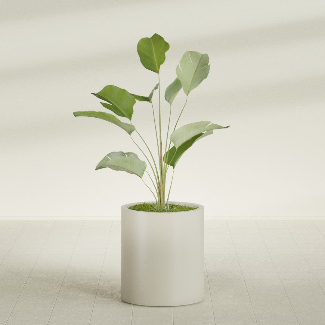 Rio Grande Cylinder fiberglass planter in Satin Beige, shown planted, in a sunlit interior