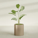 Rio Grande Cylinder fiberglass planter in Gloss Metallic Gold, shown planted, in a sunlit interior