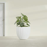 Santa Barbara Fluted Round fiberglass planter in Matte Bright White, shown planted, in a sunlit interior