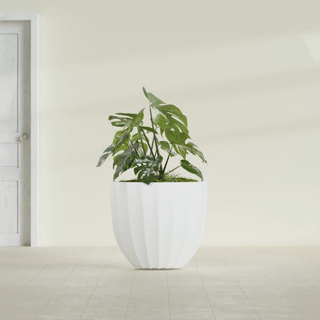 Santa Barbara Fluted Round fiberglass planter in Matte Bright White, shown planted, in a sunlit interior