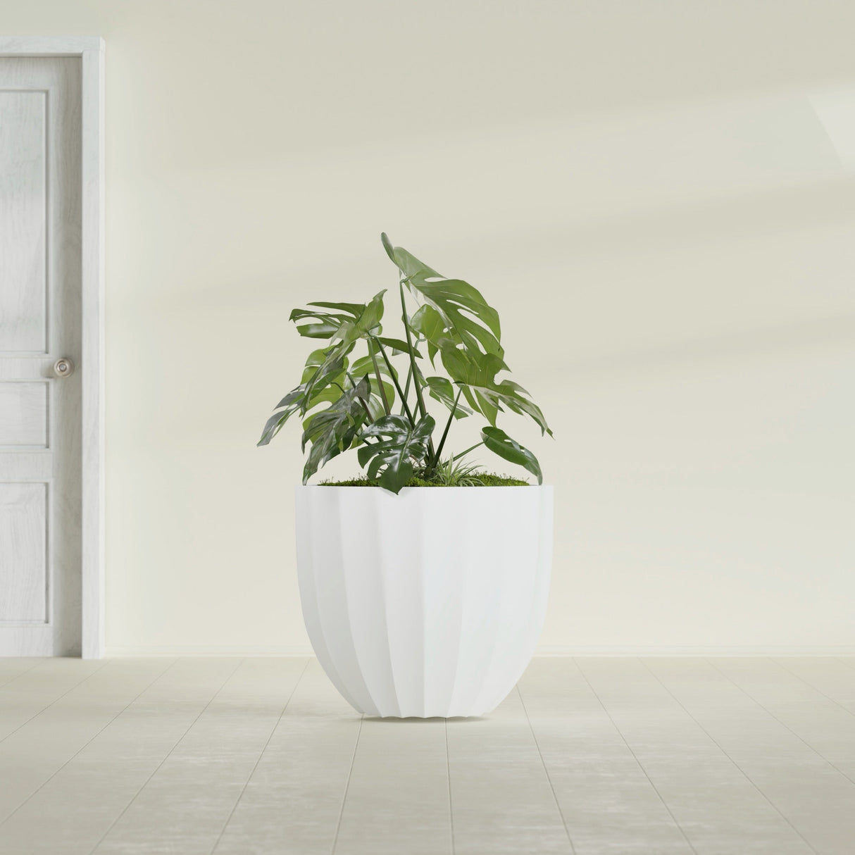 Santa Barbara Fluted Round fiberglass planter in Matte Bright White, shown planted, in a sunlit interior