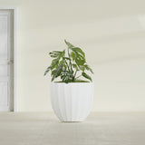 Santa Barbara Fluted Round fiberglass planter in Matte Bright White, shown planted, in a sunlit interior