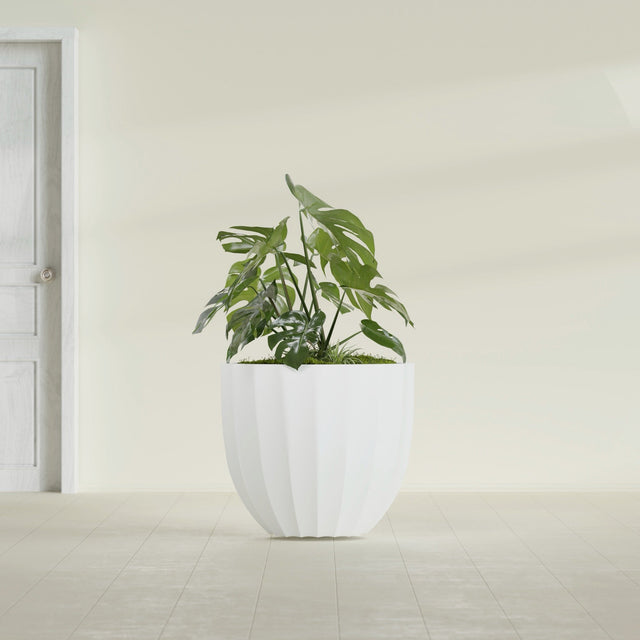 Santa Barbara Fluted Round fiberglass planter in Matte Bright White, shown planted, in a sunlit interior