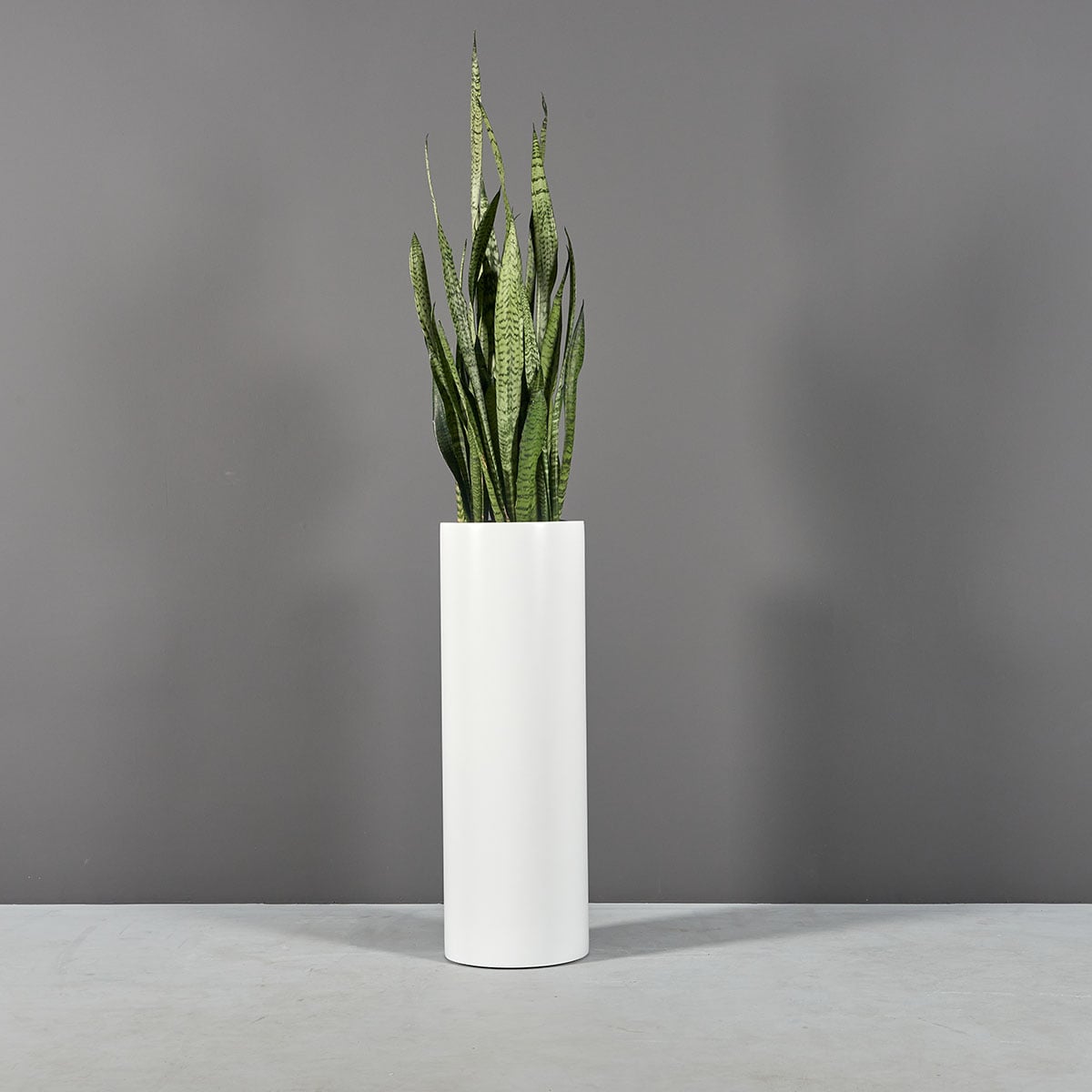 Corry cylinder fiberglass planter, planted with snake plant