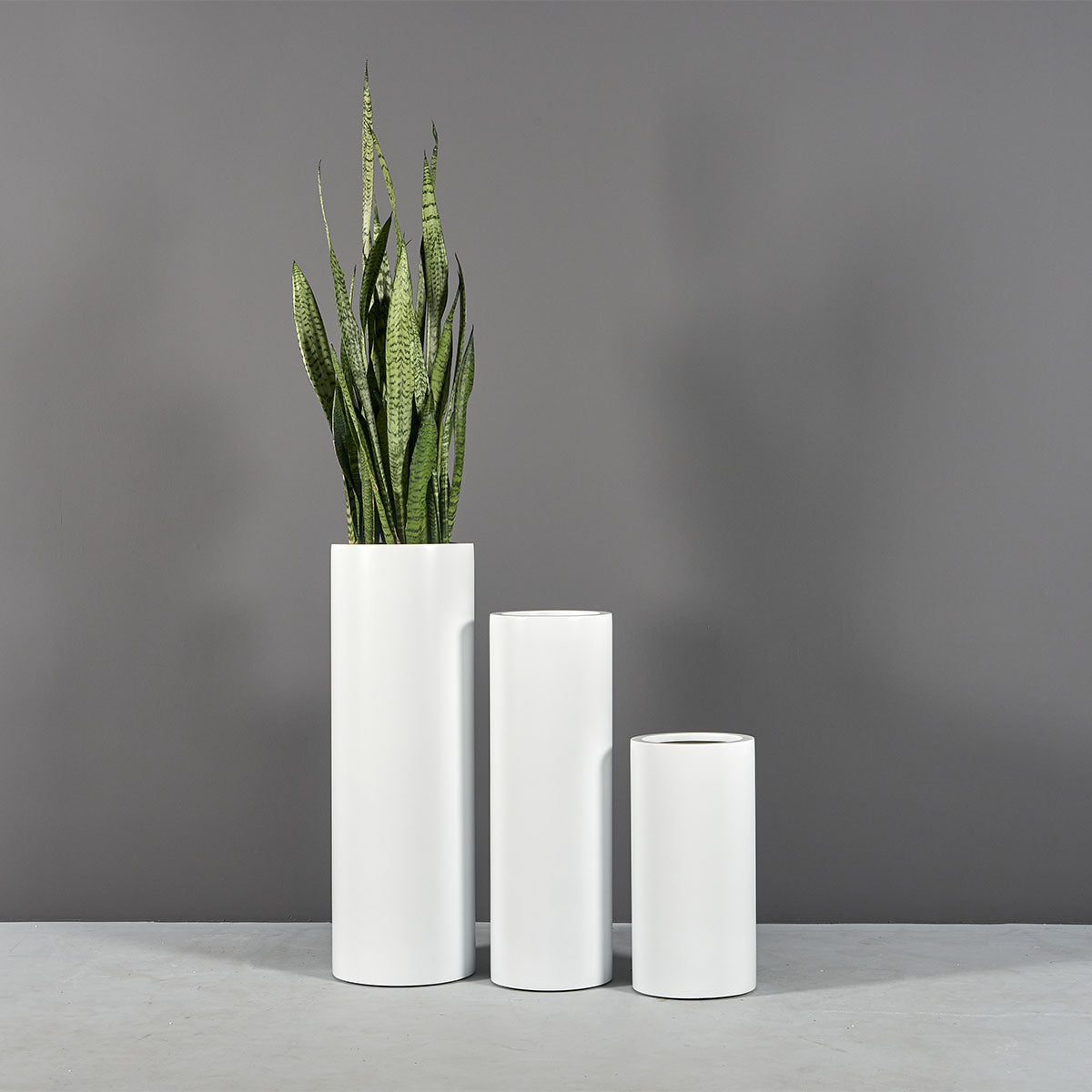 Corry cylinder fiberglass planter, three sizes together, the tallest planted with snake plant