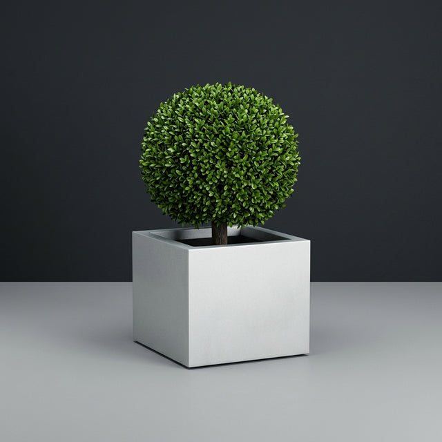 Cuba Corner fiberglass planter in Metallic Silver, planted with clipped boxwood ball on a short trunk, studio