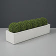 Cuba Low Rectangular fiberglass planter in Matte Bright White, planted with row of clipped boxwood balls, studio