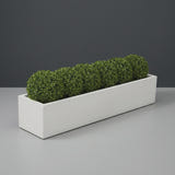 Cuba Low Rectangular fiberglass planter in Matte Bright White, planted with row of clipped boxwood balls, studio