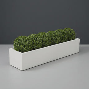 Cuba Low Rectangular fiberglass planter in Matte Bright White, planted with row of clipped boxwood balls, studio