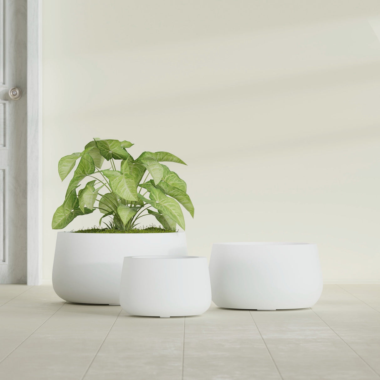 Short Hayden Bowl fiberglass planter in Matte Bright White, size range, in a sunlit interior