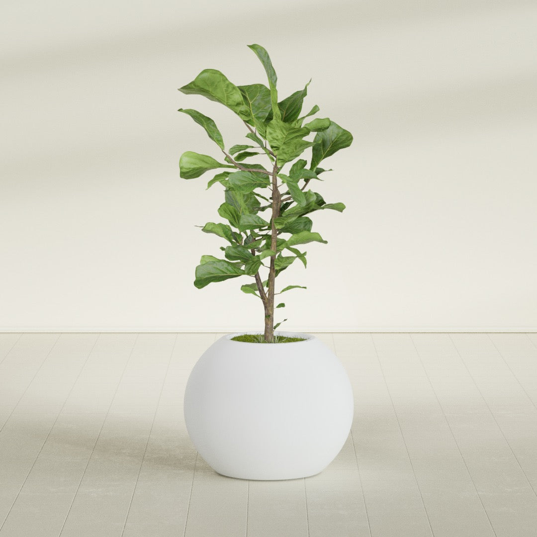 Globe fiberglass planter in Gloss Bright White, shown planted, in a sunlit interior