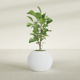 Globe fiberglass planter in Gloss Bright White, shown planted, in a sunlit interior