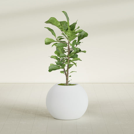 Globe fiberglass planter in Gloss Bright White, shown planted, in a sunlit interior