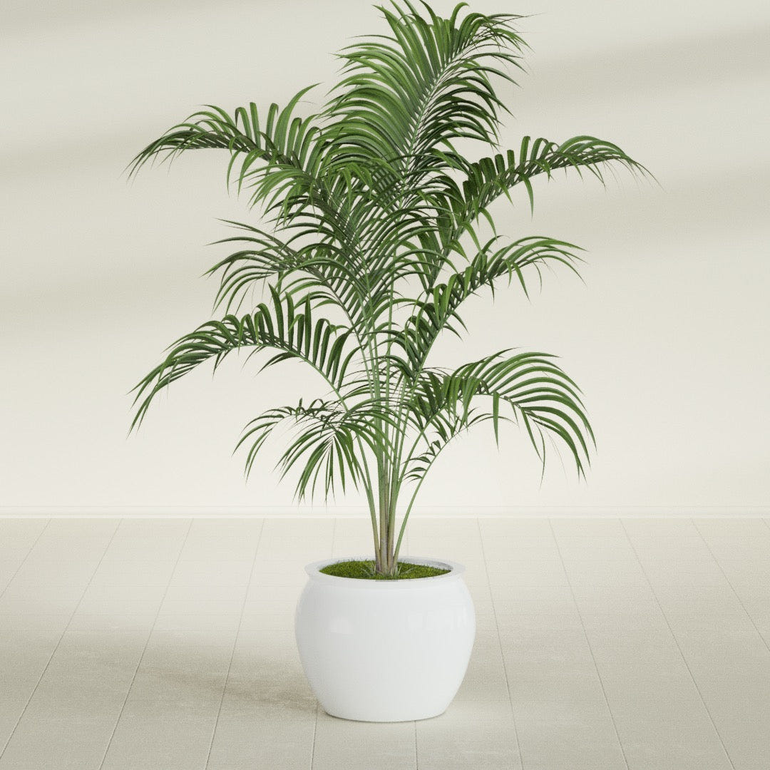 Shanghai Fishbowl fiberglass planter in Matte Bright White, shown planted, in a sunlit interior