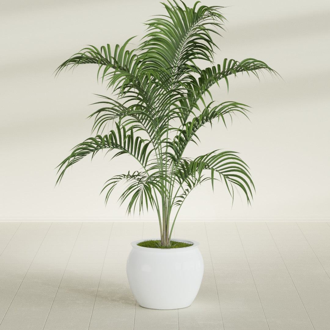 Shanghai Fishbowl fiberglass planter in Matte Bright White, shown planted, in a sunlit interior