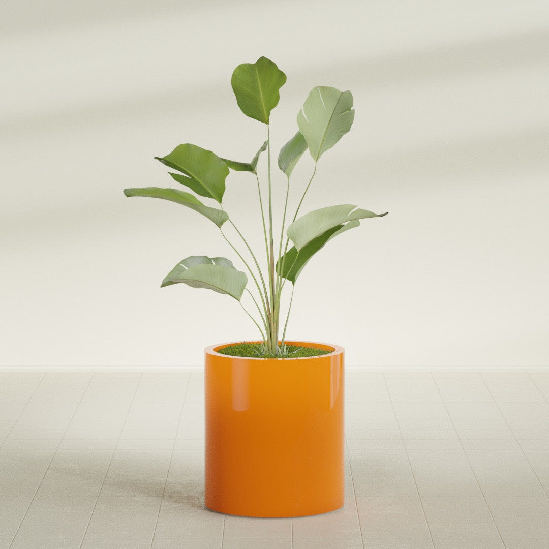 Rio Grande Cylinder fiberglass planter in Gloss Tangerine, shown planted, in a sunlit interior