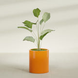 Rio Grande Cylinder fiberglass planter in Gloss Tangerine, shown planted, in a sunlit interior