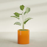 Rio Grande Cylinder fiberglass planter in Gloss Tangerine, shown planted, in a sunlit interior