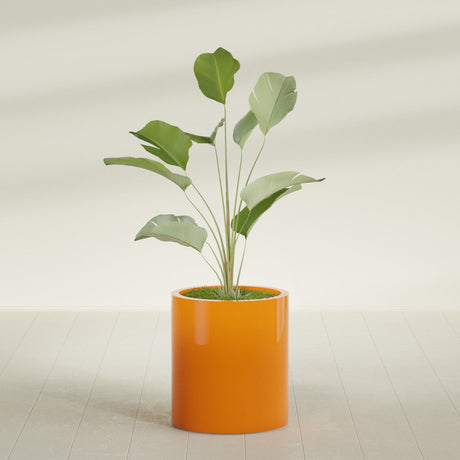 Rio Grande Cylinder fiberglass planter in Gloss Tangerine, shown planted, in a sunlit interior